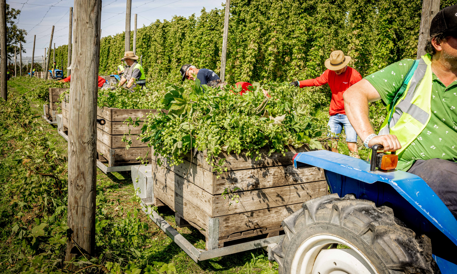 Plukken van hop in Reijmerstok