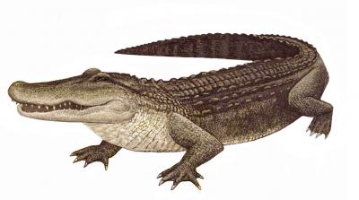 alligator