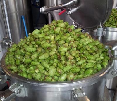 Hop | Foto: Betty van de Bunt