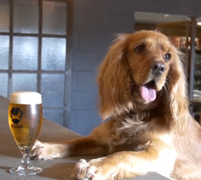 Brewdog hond