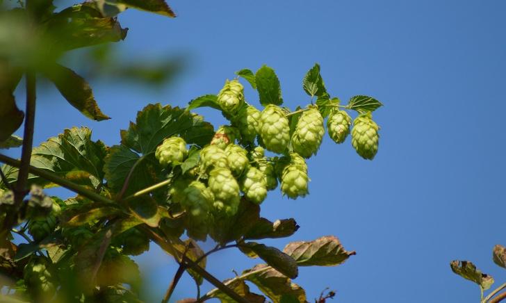 Hop hangt aan de boom