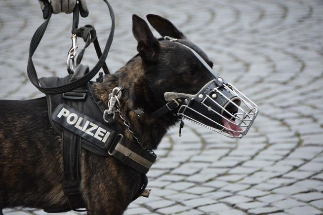 Politiehond bijt bierdief