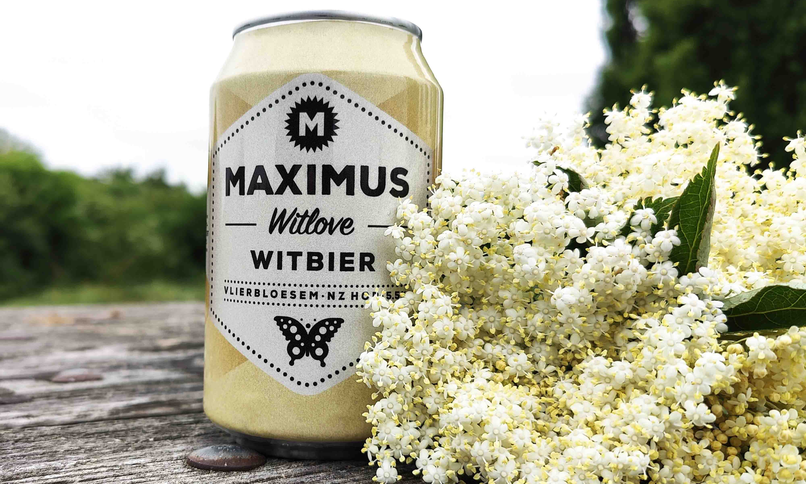 Maximus Witlove in 2023 met vlierbloesem