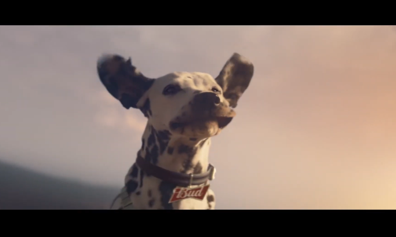 Dalmatierhond met Bud-halsband tegen een pastelkleurige lucht.
