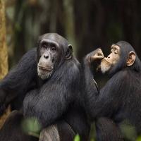 Drinkende chimps verklaren mogelijk waarom wij van alcohol houden