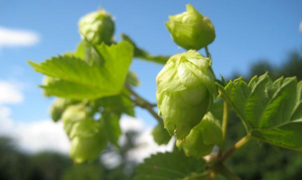 Weetje: hop toevoegen tijdens brouwproces