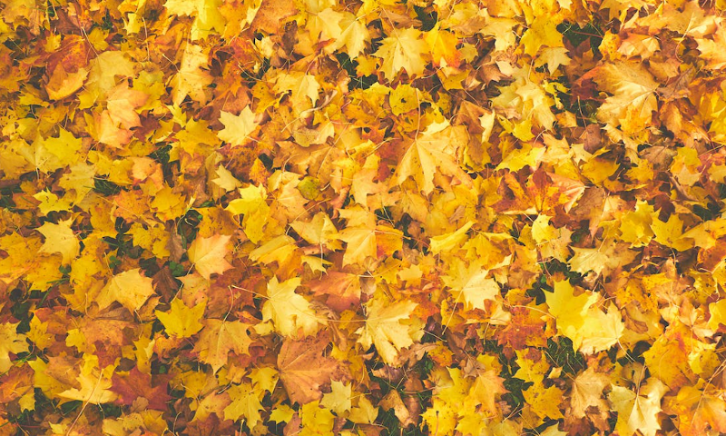 Herfst bladeren op de grond Herfst bladeren op de grond